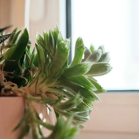 Apartment Friendly Border Design *